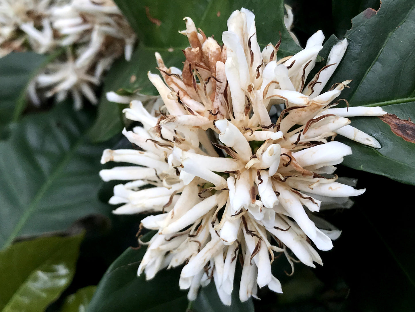 Colombia EL PLACER LYCHEE - Sebastian Ramirez