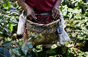 Nicaragua EL LIMON