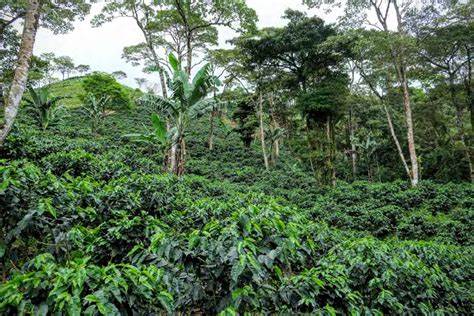 Nicaragua EL LIMON