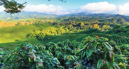 Nicaragua EL LIMON