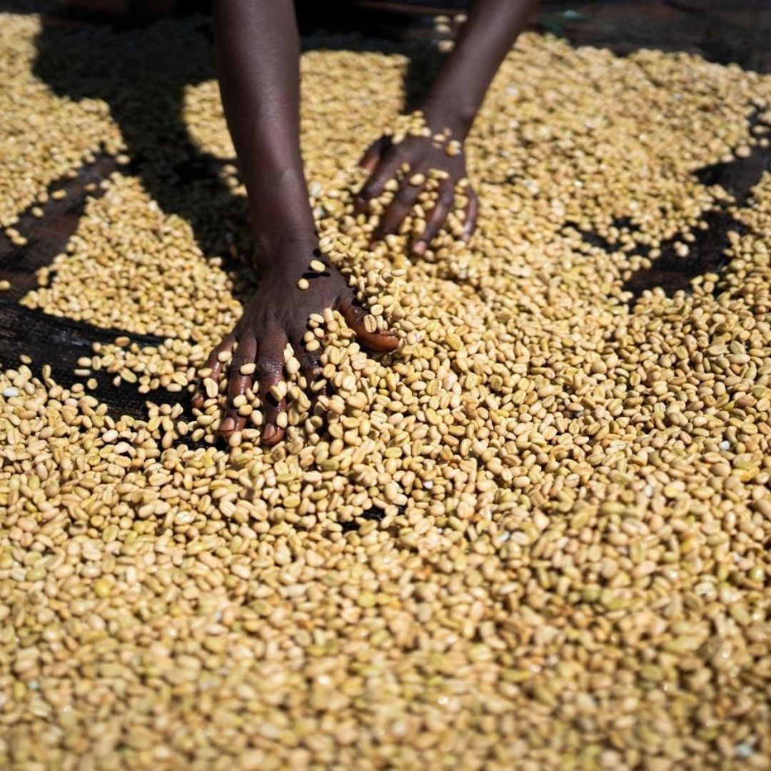 Aeropress kávé (Banko Gotiti)