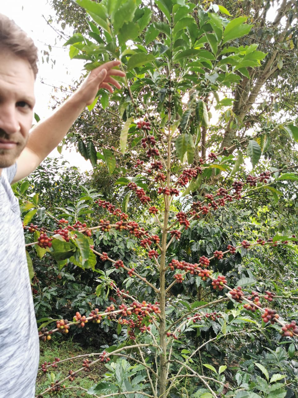 COLOMBIA Sebastian Ramirez cinnamon