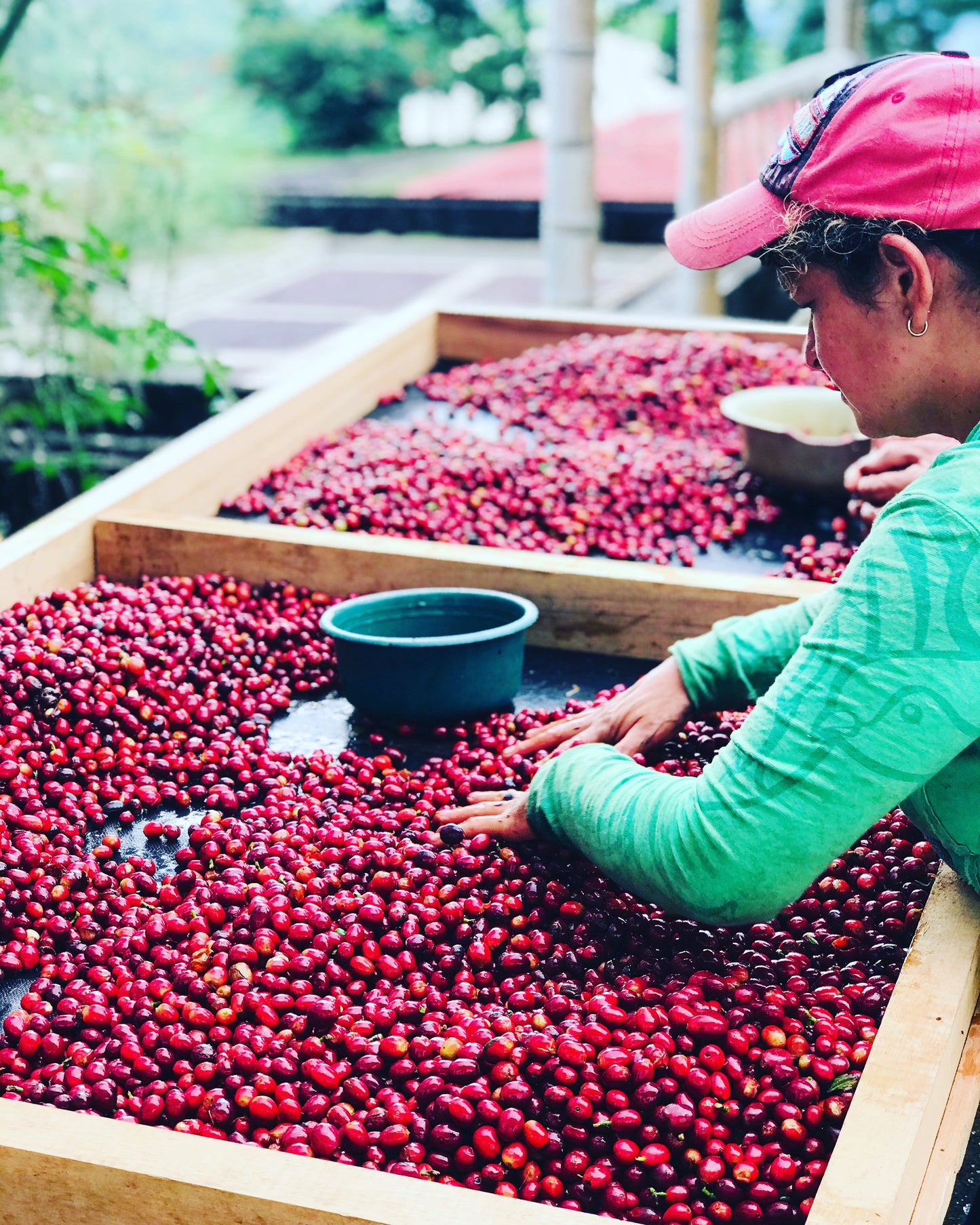 COLOMBIA Sebastian Ramirez - purple fruit