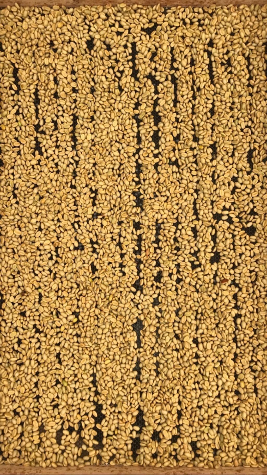 COLOMBIA Sebastian Ramirez cinnamon