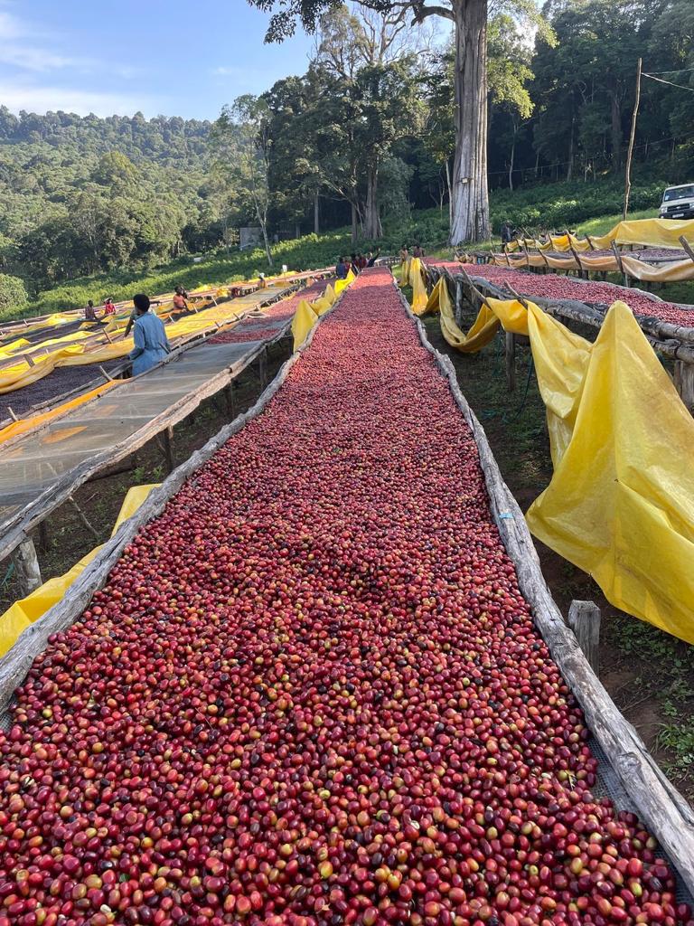 Ethiopia  SIDAMO