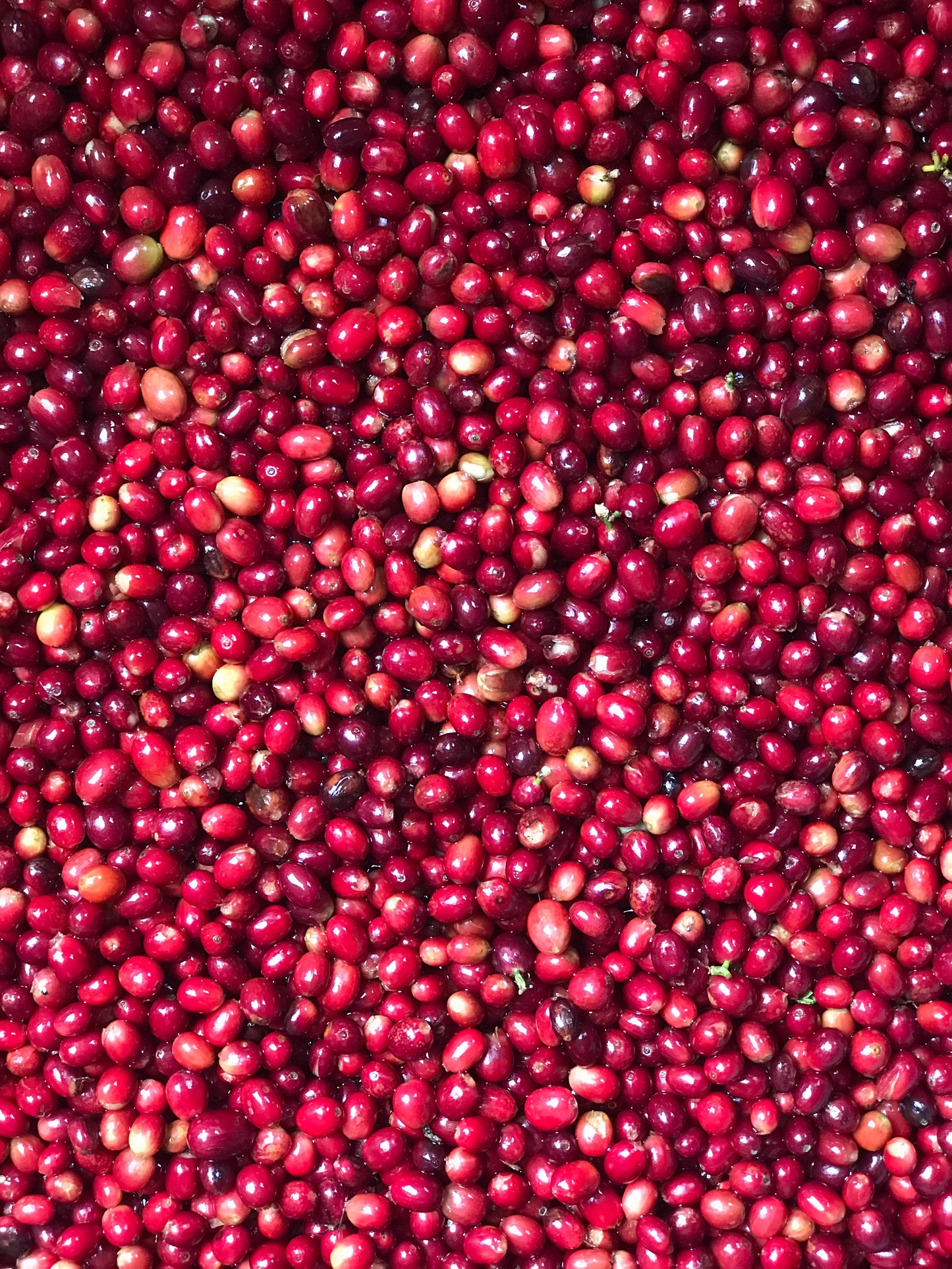 COLOMBIA Sebastian Ramirez - purple fruit