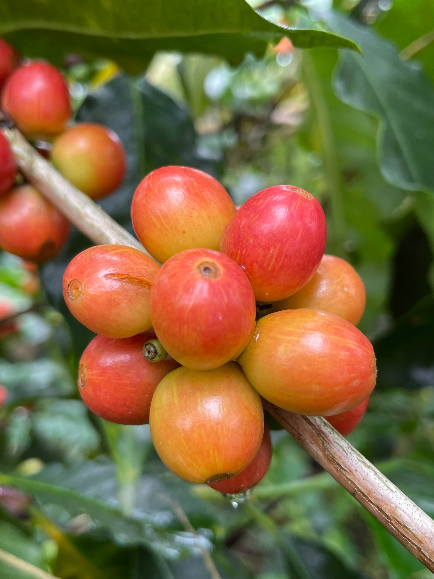 COLOMBIA Sebastian Ramirez - purple fruit