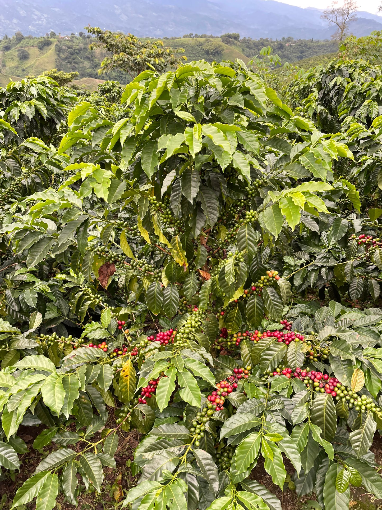 COLOMBIA Sebastian Ramirez - purple fruit