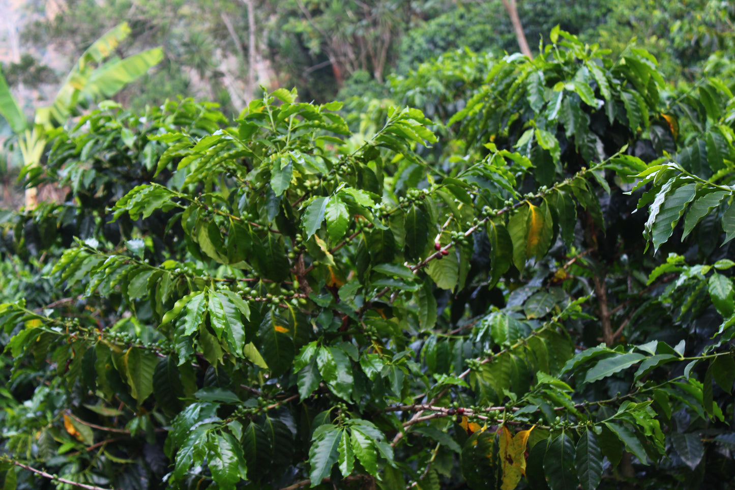 HONDURAS - Sebastian Meija