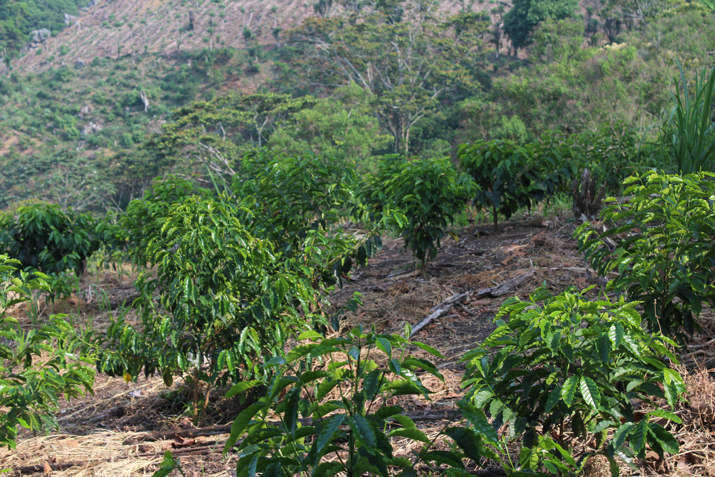 HONDURAS - Sebastian Meija